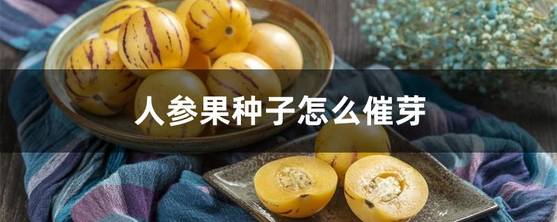 人参果种子怎么催芽 人参果种子怎么催芽
