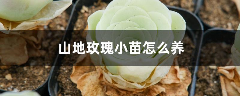 山地玫瑰小苗怎么养 山地玫瑰小苗怎么养