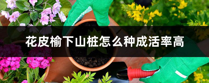 花皮榆下山桩怎么种成活率高 花皮榆下山桩怎么种成活率高