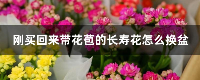 刚买回来带花苞的长寿花怎么换盆 刚买回来带花苞的长寿花怎么换盆