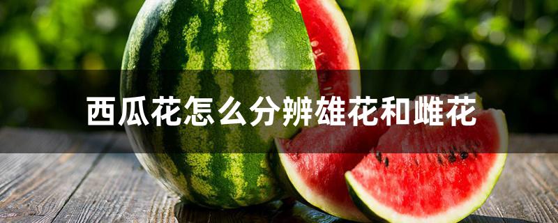 西瓜花怎么分辨雄花和雌花 西瓜花怎么分辨雄花和雌花