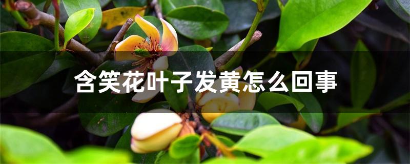 含笑花叶子发黄怎么回事 含笑花叶子发黄怎么回事