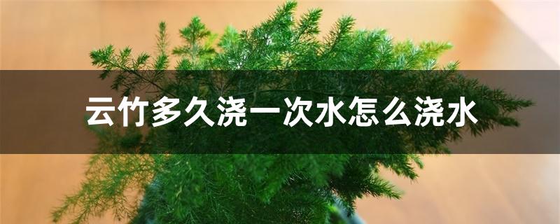 云竹多久浇一次水怎么浇水 云竹多久浇一次水怎么浇水