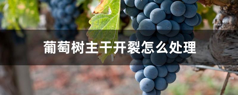 葡萄树主干开裂怎么处理 葡萄树主干开裂怎么处理