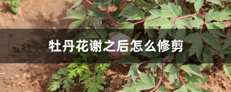 牡丹花谢之后怎么修剪 牡丹花谢之后怎么修剪
