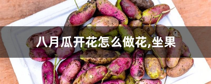 八月瓜开花怎么做花,坐果 八月瓜开花怎么做花,坐果