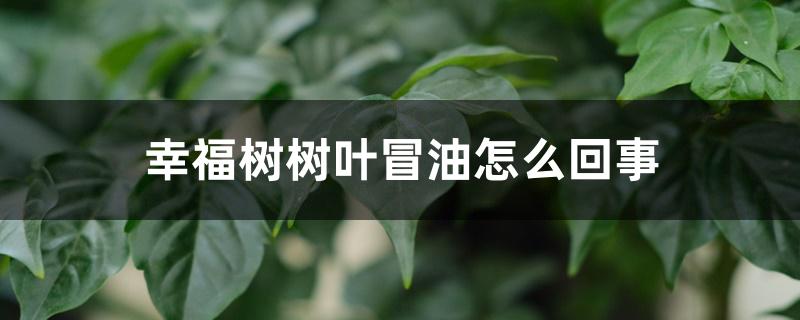 幸福树树叶冒油怎么回事 幸福树树叶冒油怎么回事
