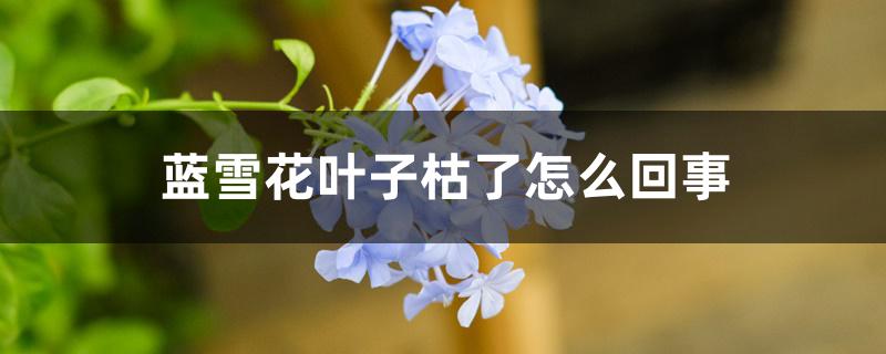 蓝雪花叶子枯了怎么回事 蓝雪花叶子枯了怎么回事