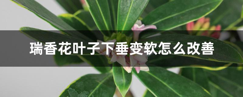 瑞香花叶子下垂变软怎么改善 瑞香花叶子下垂变软怎么改善