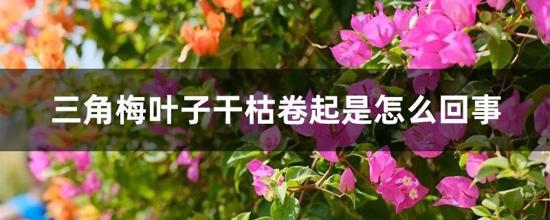 三角梅叶子干枯卷起是怎么回事 三角梅叶子干枯卷起是怎么回事