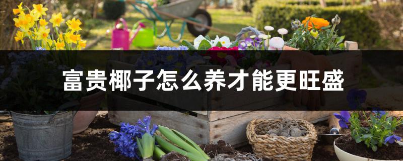富贵椰子怎么养才能更旺盛 富贵椰子怎么养才能更旺盛