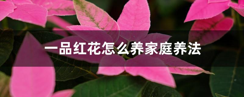 一品红花怎么养家庭养法 一品红花怎么养家庭养法