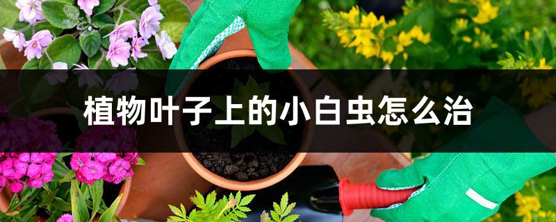 植物叶子上的小白虫怎么治 植物叶子上的小白虫怎么治