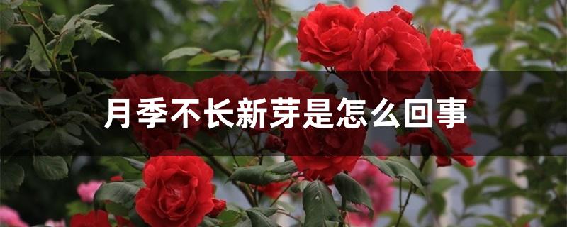 月季不长新芽是怎么回事 月季不长新芽是怎么回事