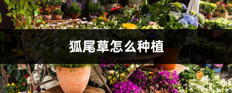 狐尾草怎么种植 狐尾草怎么种植