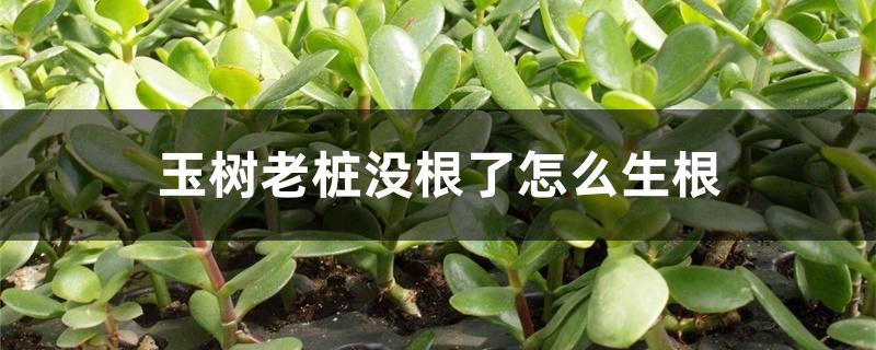 玉树老桩没根了怎么生根
