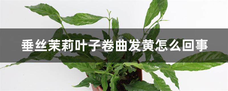 垂丝茉莉叶子卷曲发黄怎么回事 垂丝茉莉叶子卷曲发黄怎么回事