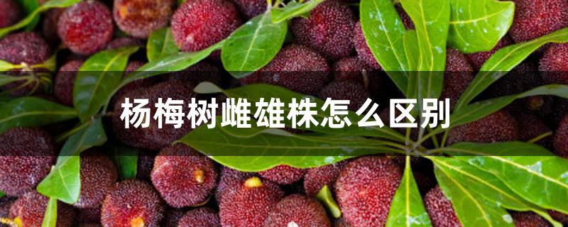 杨梅树雌雄株怎么区别 杨梅树雌雄株怎么区别