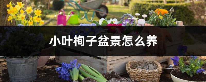 小叶栒子盆景怎么养 小叶栒子盆景怎么养