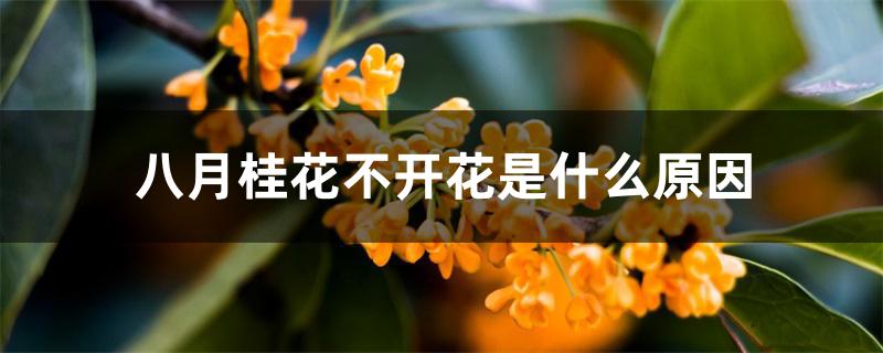 八月桂花不开花是什么原因 八月桂花不开花是什么原因