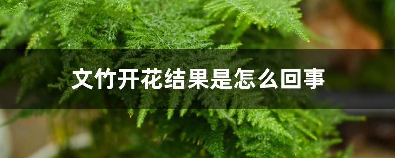 文竹开花结果是怎么回事 文竹开花结果是怎么回事
