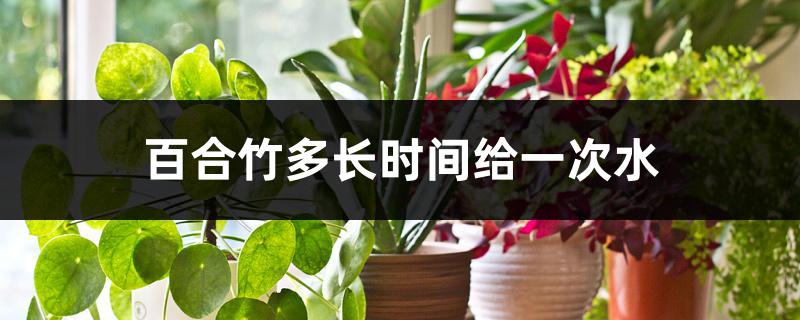 百合竹多长时间给一次水 百合竹多长时间给一次水