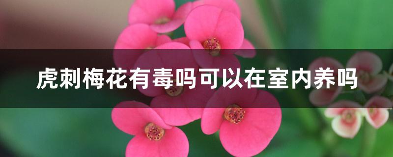 虎刺梅花有毒吗可以在室内养吗 虎刺梅花有毒吗可以在室内养吗