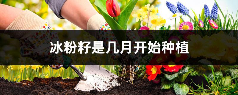 冰粉籽是几月开始种植