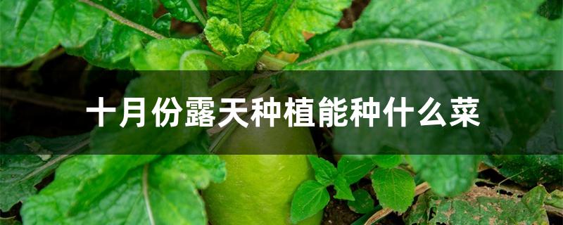 十月份露天种植能种什么菜