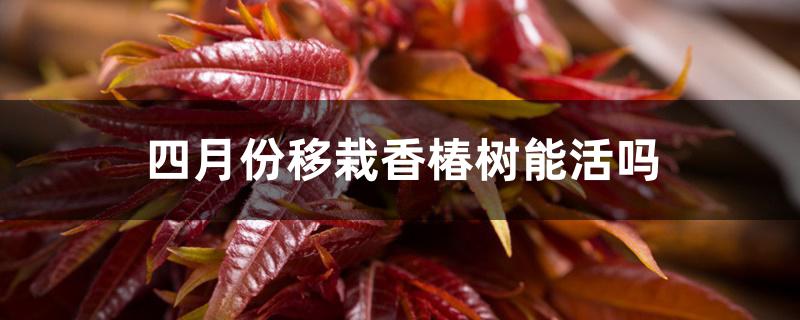 四月份移栽香椿树能活吗