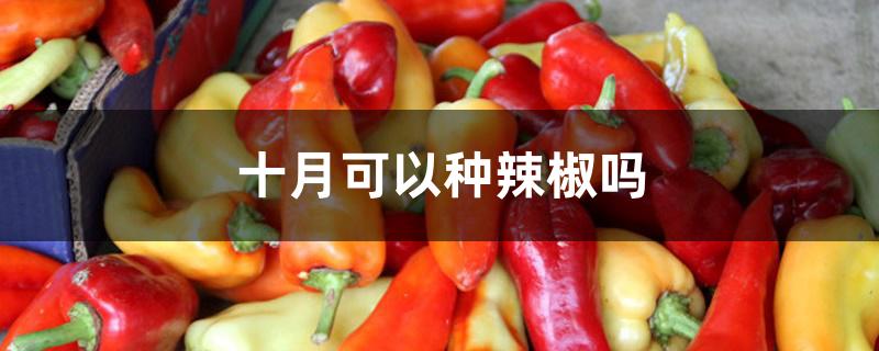 十月可以种辣椒吗 十月可以种辣椒吗