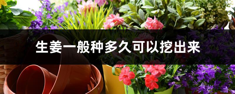 生姜一般种多久可以挖出来 生姜一般种多久可以挖出来