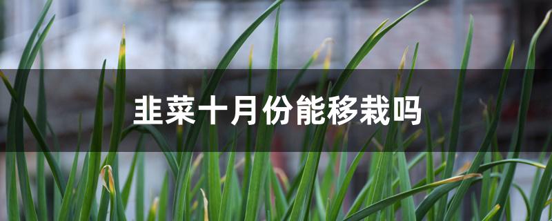 韭菜十月份能移栽吗 韭菜十月份能移栽吗