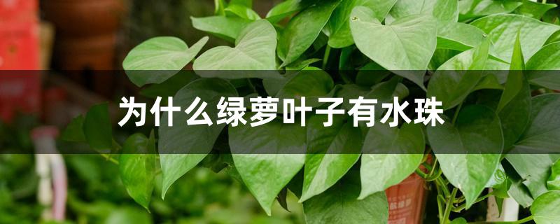 为什么绿萝叶子有水珠 为什么绿萝叶子有水珠