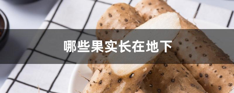 哪些果实长在地下 哪些果实长在地下