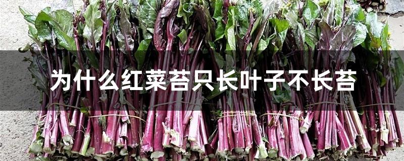 为什么红菜苔只长叶子不长苔 为什么红菜苔只长叶子不长苔