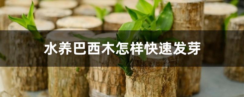 水养巴西木怎样快速发芽 水养巴西木怎样快速发芽
