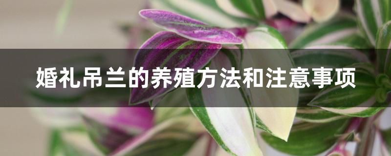 婚礼吊兰的养殖方法和注意事项 婚礼吊兰的养殖方法和注意事项