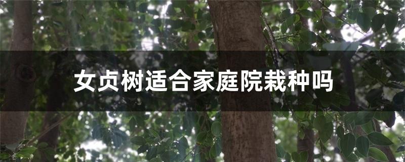 女贞树适合家庭院栽种吗 女贞树适合家庭院栽种吗