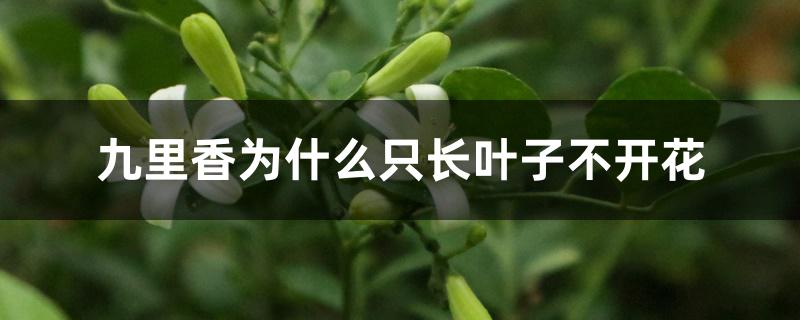 九里香为什么只长叶子不开花 九里香为什么只长叶子不开花
