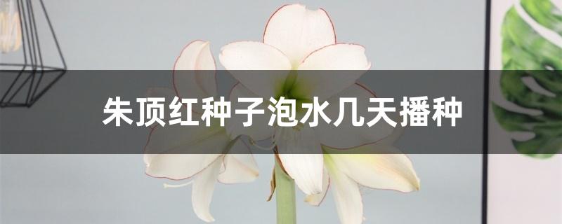 朱顶红种子泡水几天播种 朱顶红种子泡水几天播种
