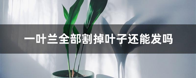 一叶兰全部割掉叶子还能发吗 一叶兰全部割掉叶子还能发吗