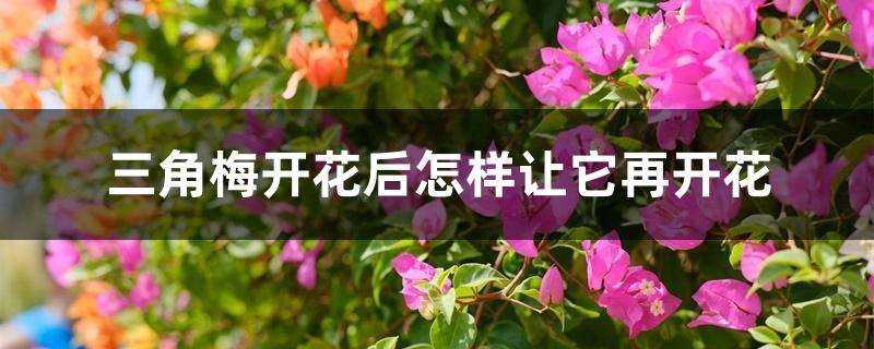 三角梅开花后怎样让它再开花 三角梅开花后怎样让它再开花