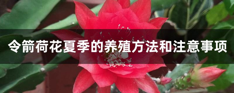 令箭荷花夏季的养殖方法和注意事项 令箭荷花夏季的养殖方法和注意事项