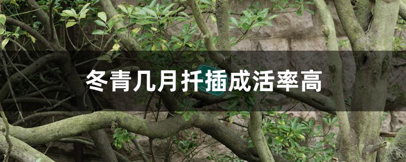 冬青几月扦插成活率高 冬青几月扦插成活率高