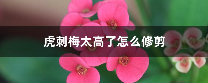 虎刺梅太高了怎么修剪 虎刺梅太高了怎么修剪