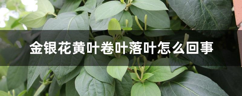 金银花黄叶卷叶落叶怎么回事 金银花黄叶卷叶落叶怎么回事