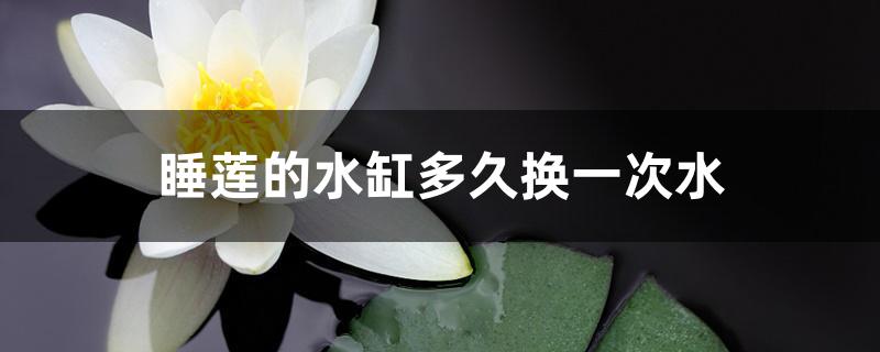 睡莲的水缸多久换一次水 睡莲的水缸多久换一次水