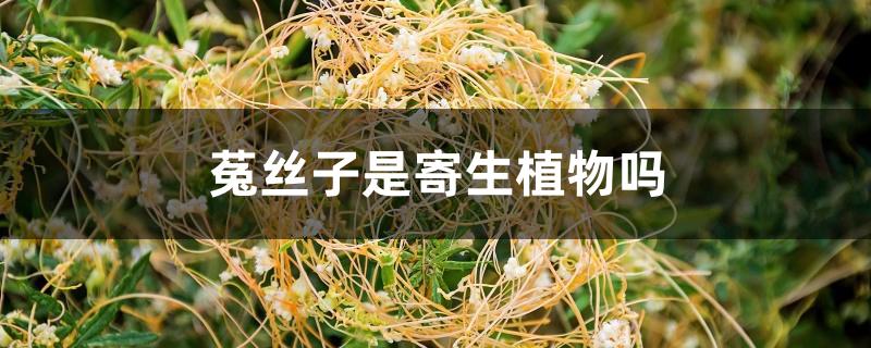 菟丝子是寄生植物吗 菟丝子是寄生植物吗