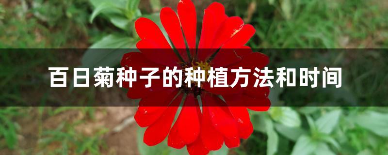 百日菊种子的种植方法和时间 百日菊种子的种植方法和时间